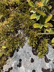 Veronica tetragona subsimilis