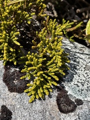 Veronica tetragona subsimilis