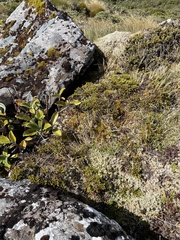 Veronica tetragona subsimilis