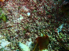 Leptophytum ferox