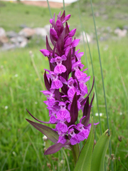 Dactylorhiza umbrosa