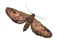 Eupithecia infelix