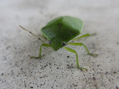 Glaucias subpunctatus