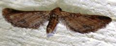 Eupithecia infelix
