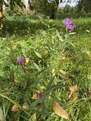 Centaurea jacea