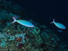 Pterocaesio digramma