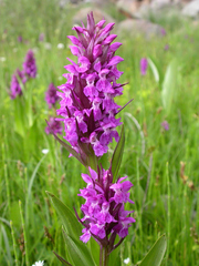 Dactylorhiza umbrosa
