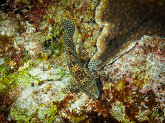 Epinephelus merra