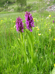 Dactylorhiza umbrosa