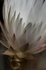 Edmondia