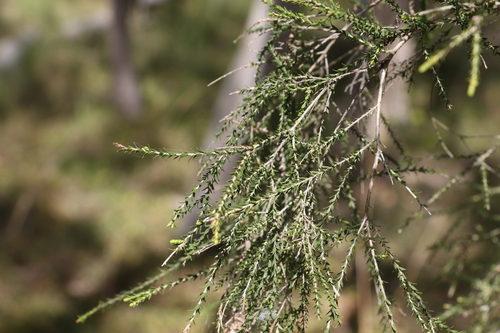 Image of Melaleuca irbyana by (c) Greg Tasney, some rights reserved (CC BY-SA)