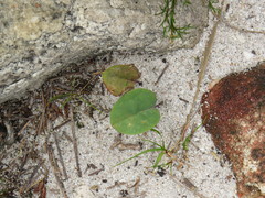 Othonna stenophylla