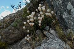 Edmondia