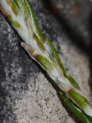 Edmondia