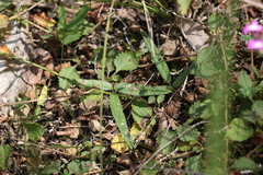 Desmodium varians