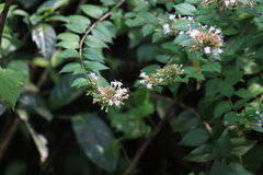 Abelia chinensis