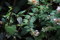 Abelia chinensis