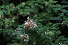 Abelia chinensis