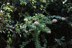 Abelia chinensis