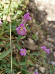 Galeopsis angustifolia