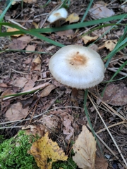 Agaricales
