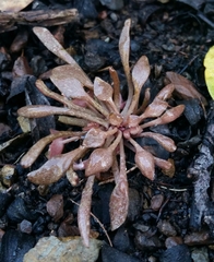 Claytonia rubra