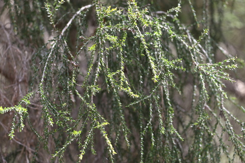 Image of Melaleuca irbyana by (c) Greg Tasney, some rights reserved (CC BY-SA)