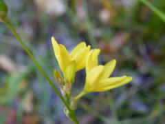 Ixia polystachya