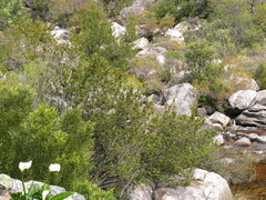 Podocarpus elongatus