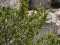 Podocarpus elongatus