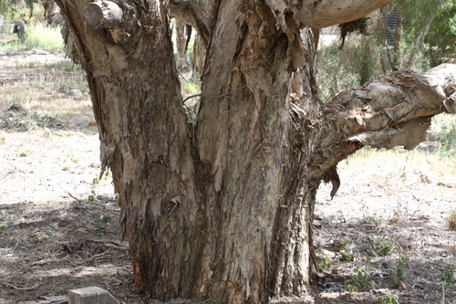 Image of Melaleuca irbyana by (c) Greg Tasney, some rights reserved (CC BY-SA)