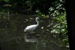 Egretta garzetta