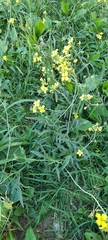 Diplotaxis tenuifolia