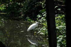 Egretta garzetta