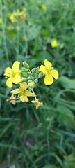 Diplotaxis tenuifolia