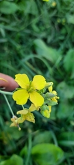 Diplotaxis tenuifolia