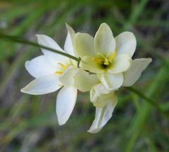 Ixia polystachya