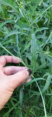 Diplotaxis tenuifolia