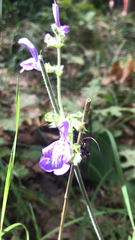 Salvia forskaehlei