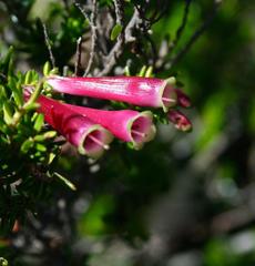 Erica diaphana