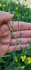 Diplotaxis tenuifolia
