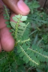 Phyllanthus niruri