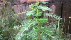 Phyllanthus niruri