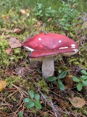 Russula