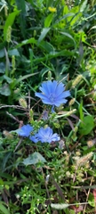 Cichorium intybus