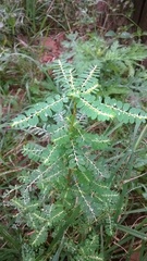 Phyllanthus niruri