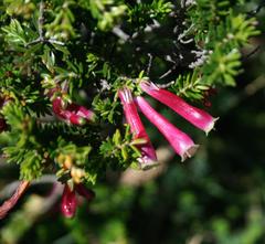 Erica diaphana