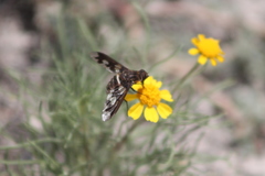 Exoprosopa dorcadion