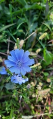 Cichorium intybus