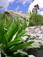 Solenanthus circinnatus